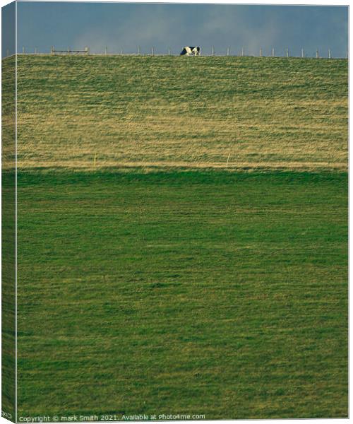 cow on a hill Canvas Print by mark Smith