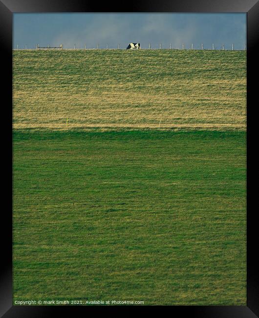 cow on a hill Framed Print by mark Smith