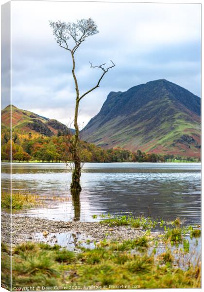 A tree in lake Buttermere flooding after heavy rain in the Lake District in Cumbria, England Canvas Print by Dave Collins
