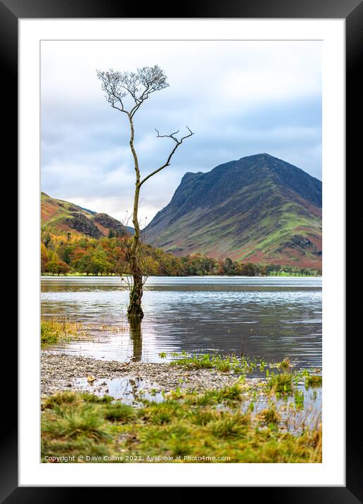 A tree in lake Buttermere flooding after heavy rain in the Lake District in Cumbria, England Framed Mounted Print by Dave Collins