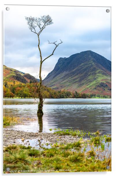 A tree in lake Buttermere flooding after heavy rain in the Lake District in Cumbria, England Acrylic by Dave Collins