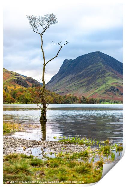 A tree in lake Buttermere flooding after heavy rain in the Lake District in Cumbria, England Print by Dave Collins