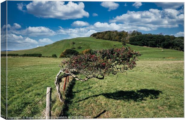 Hawthorn in the Wind Canvas Print by Roger Mechan