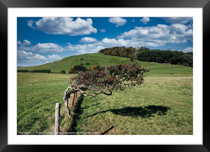 Hawthorn in the Wind Framed Mounted Print by Roger Mechan
