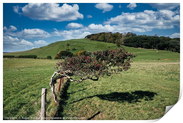 Hawthorn in the Wind Print by Roger Mechan