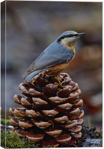 British garden and woodland birds Canvas Print by Russell Finney