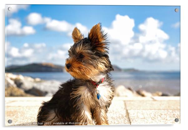 Windblown Terrier Acrylic by Roger Mechan