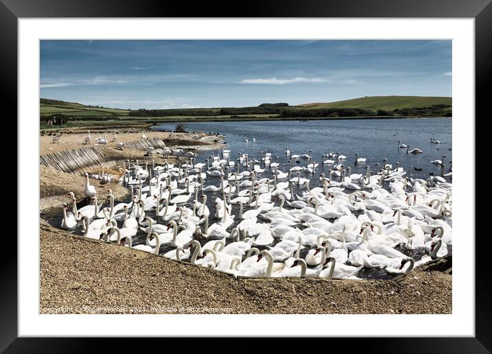 Graceful swans in natural habitat Framed Mounted Print by Roger Mechan
