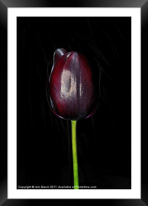 Black Tulip Framed Mounted Print by Iain Mavin