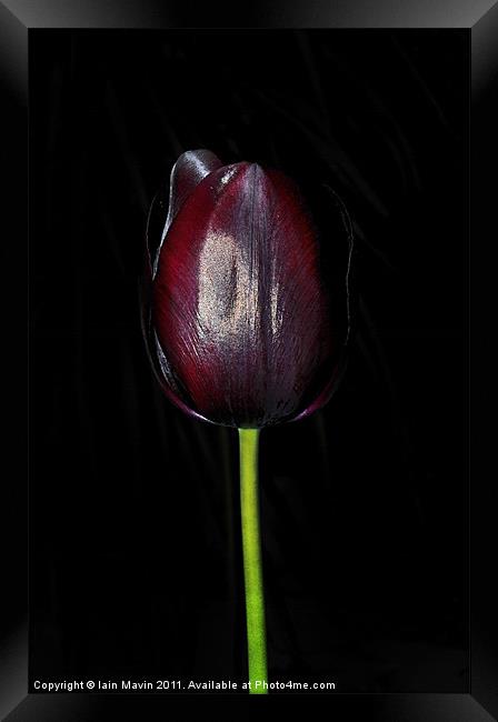 Black Tulip Framed Print by Iain Mavin