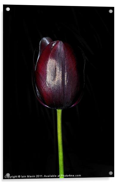 Black Tulip Acrylic by Iain Mavin