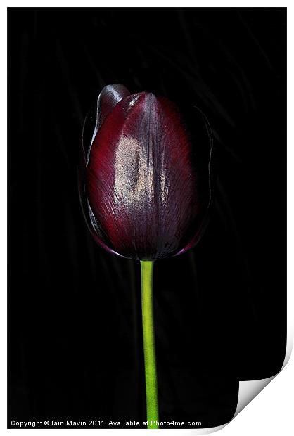Black Tulip Print by Iain Mavin