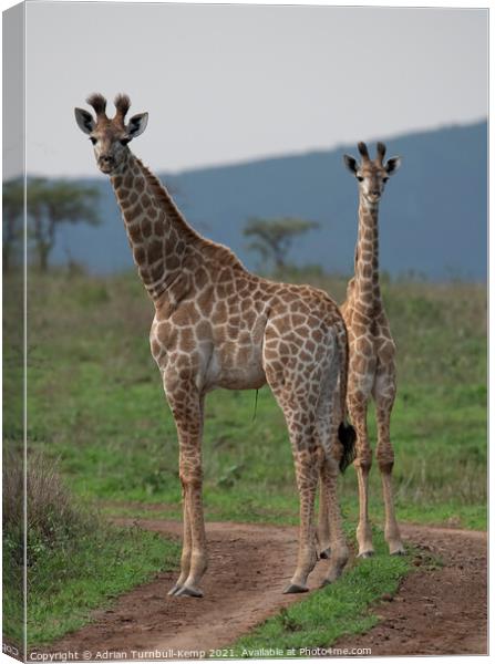 Pair of juvenile giraffes Canvas Print by Adrian Turnbull-Kemp