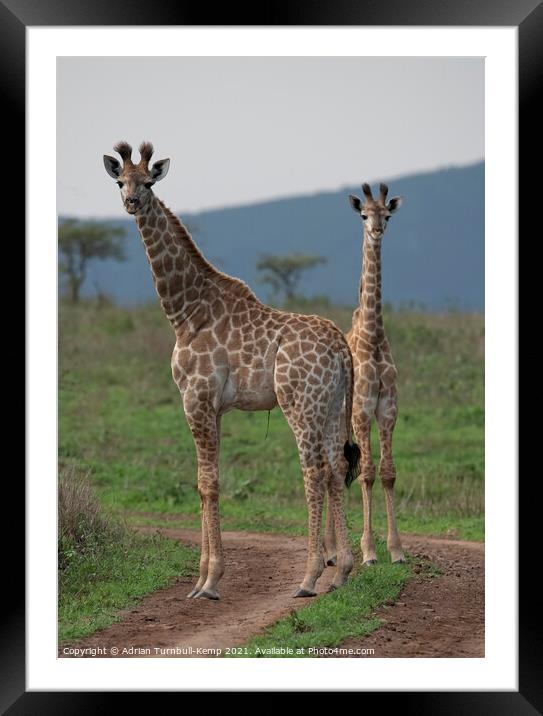 Pair of juvenile giraffes Framed Mounted Print by Adrian Turnbull-Kemp