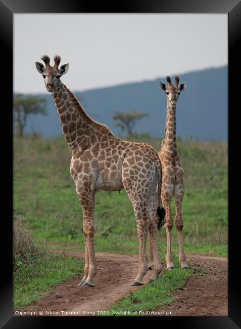 Pair of juvenile giraffes Framed Print by Adrian Turnbull-Kemp