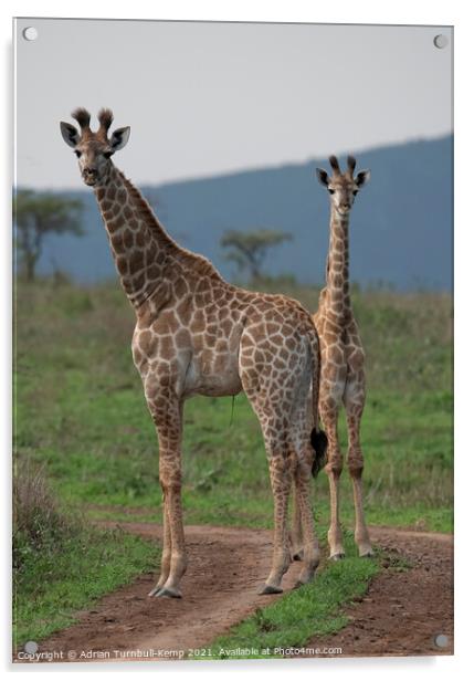 Pair of juvenile giraffes Acrylic by Adrian Turnbull-Kemp