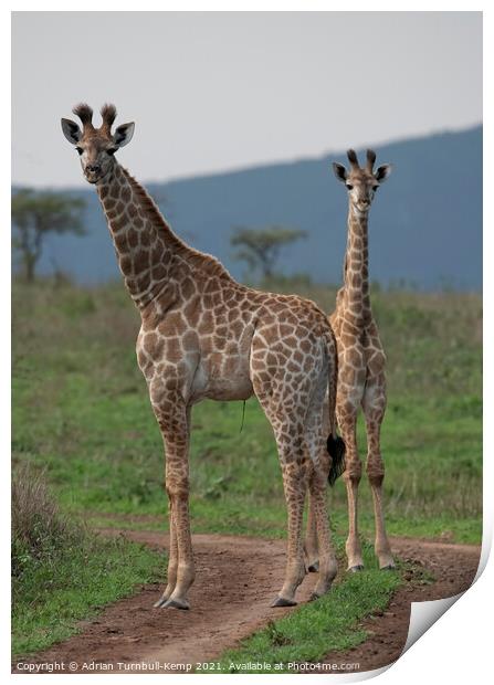 Pair of juvenile giraffes Print by Adrian Turnbull-Kemp
