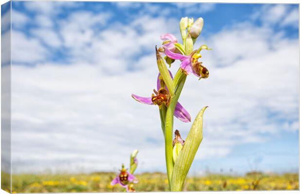 Bee Orchid Canvas Print by Mark Godden