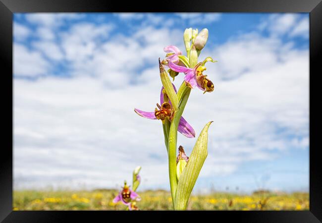 Bee Orchid Framed Print by Mark Godden