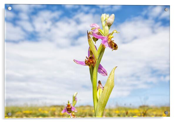 Bee Orchid Acrylic by Mark Godden