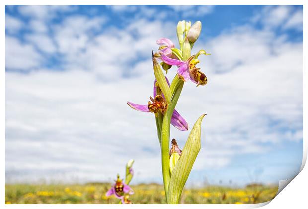 Bee Orchid Print by Mark Godden
