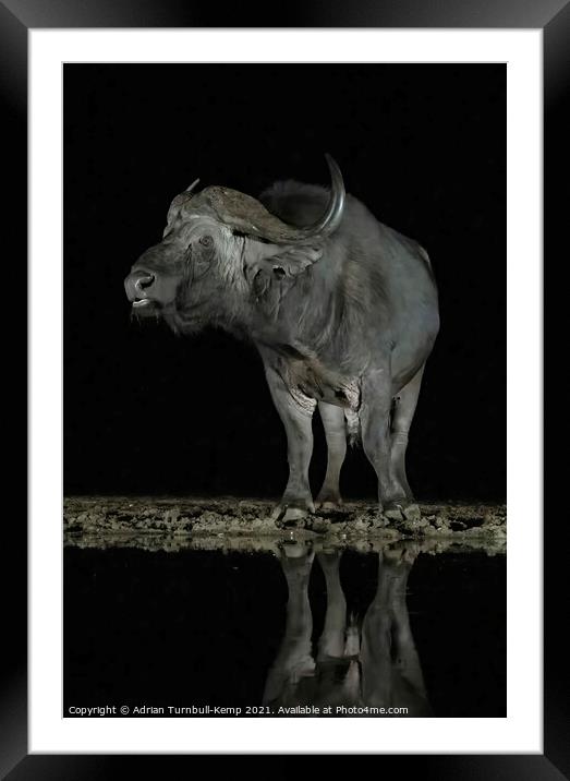 African savanna buffalo a night hide Framed Mounted Print by Adrian Turnbull-Kemp