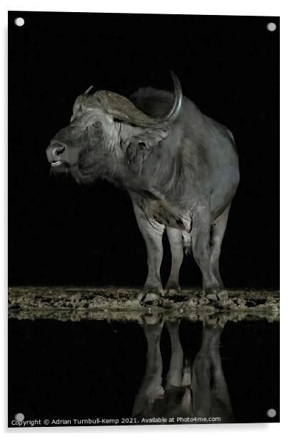 African savanna buffalo a night hide Acrylic by Adrian Turnbull-Kemp