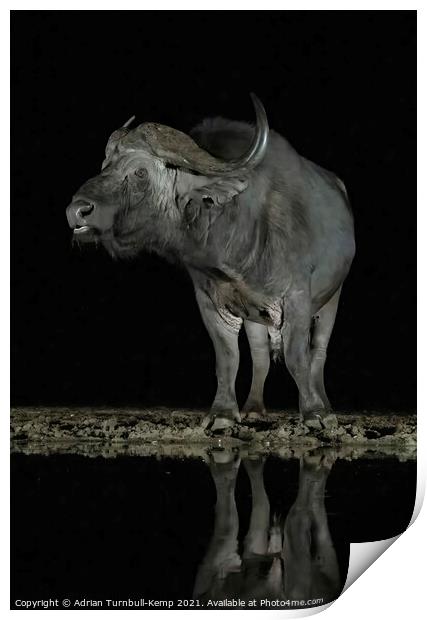 African savanna buffalo a night hide Print by Adrian Turnbull-Kemp