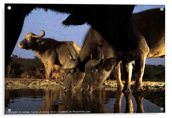 Buffaloes at Tamboti hide Acrylic by Adrian Turnbull-Kemp