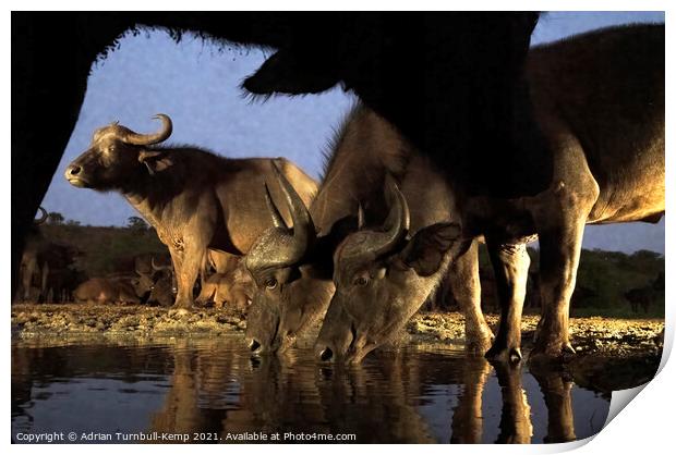 Buffaloes at Tamboti hide Print by Adrian Turnbull-Kemp
