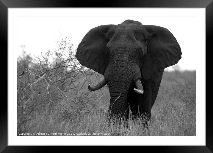 African elephant bull Framed Mounted Print by Adrian Turnbull-Kemp