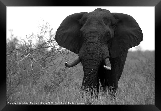 African elephant bull Framed Print by Adrian Turnbull-Kemp