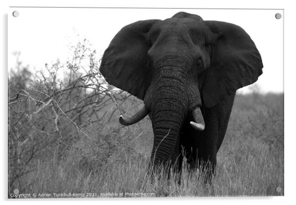 African elephant bull Acrylic by Adrian Turnbull-Kemp