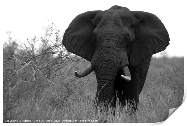 African elephant bull Print by Adrian Turnbull-Kemp