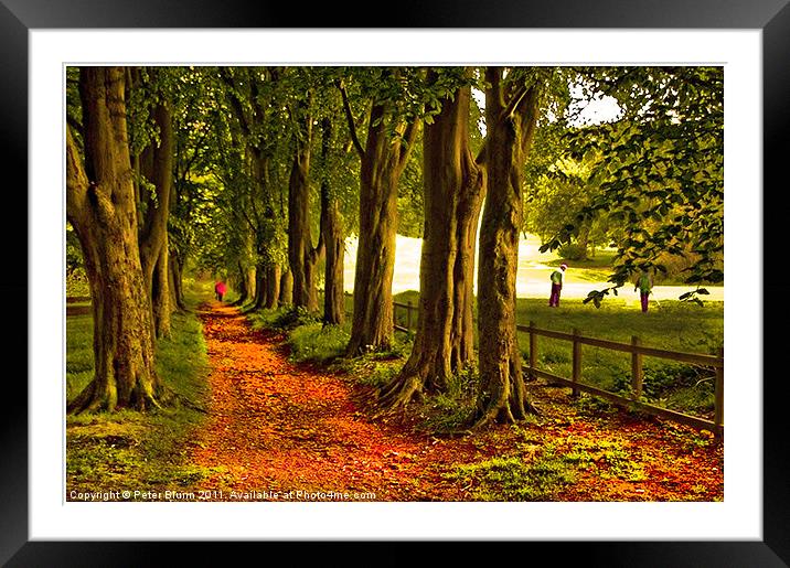 Autumn's Golden Tree lined Pathway Framed Mounted Print by Peter Blunn