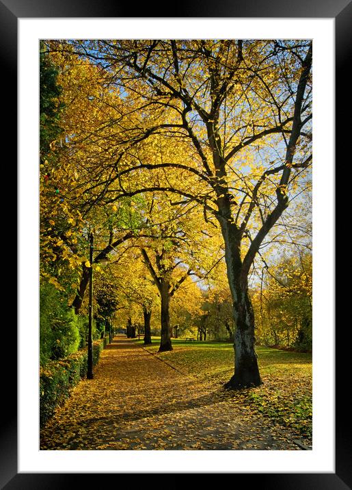 Avenue of Gold Framed Mounted Print by Darren Galpin