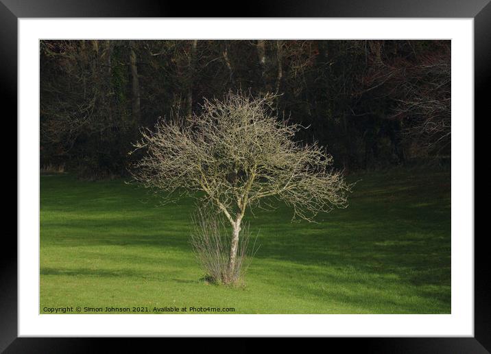 sunllit tree Framed Mounted Print by Simon Johnson