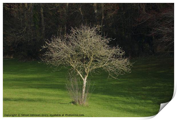 sunllit tree Print by Simon Johnson