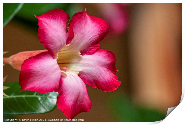 Pink Adenium Obesum flower  Print by Kevin Hellon
