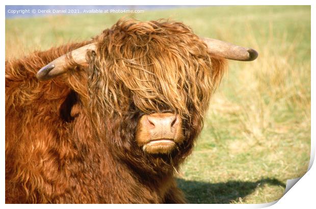 Highland cattle relaxing in the sun Print by Derek Daniel