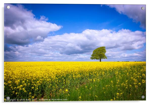 One tree on the horizon landscape Acrylic by Chris Rose