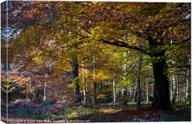 Autumnal woodland Canvas Print by David Hare