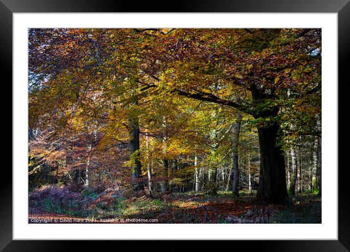 Autumnal woodland Framed Mounted Print by David Hare