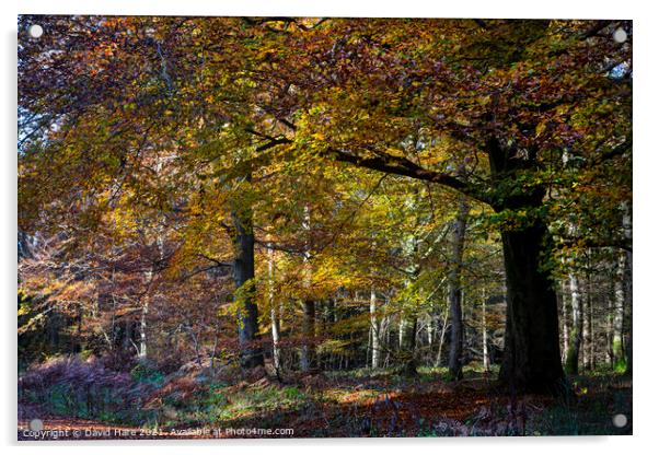 Autumnal woodland Acrylic by David Hare