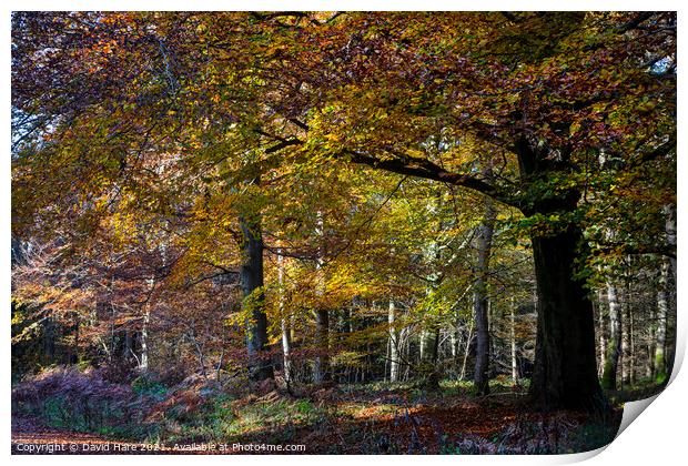 Autumnal woodland Print by David Hare