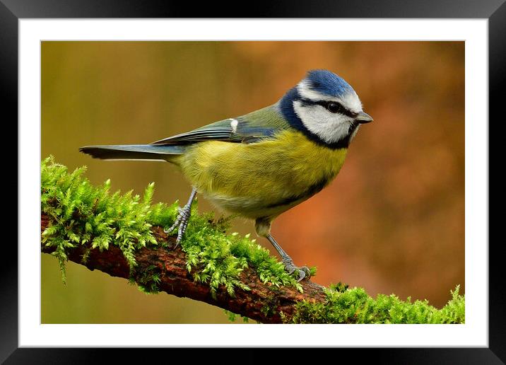 British garden and woodland birds Framed Mounted Print by Russell Finney