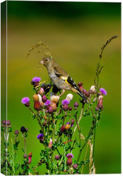 British garden and woodland birds Canvas Print by Russell Finney