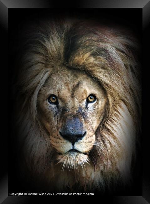 Lion Framed Print by Joanne Wilde