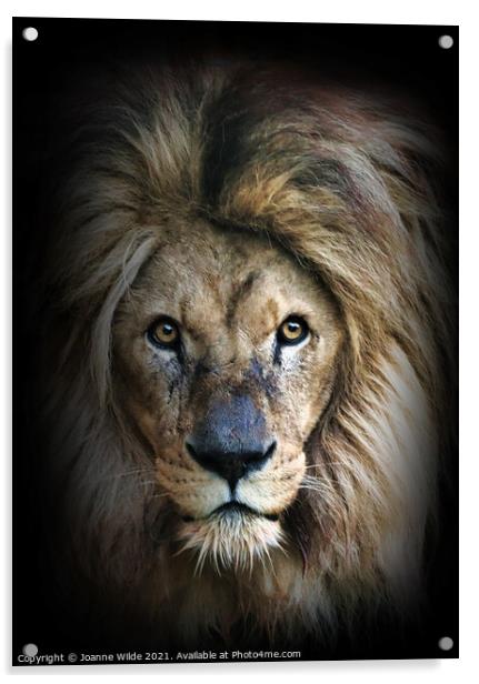 Lion Acrylic by Joanne Wilde