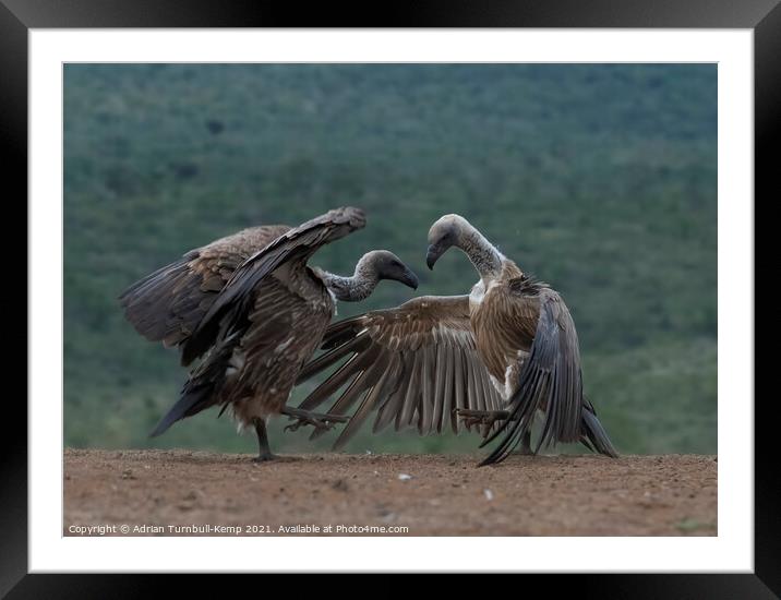Combative white-backed vultures Framed Mounted Print by Adrian Turnbull-Kemp